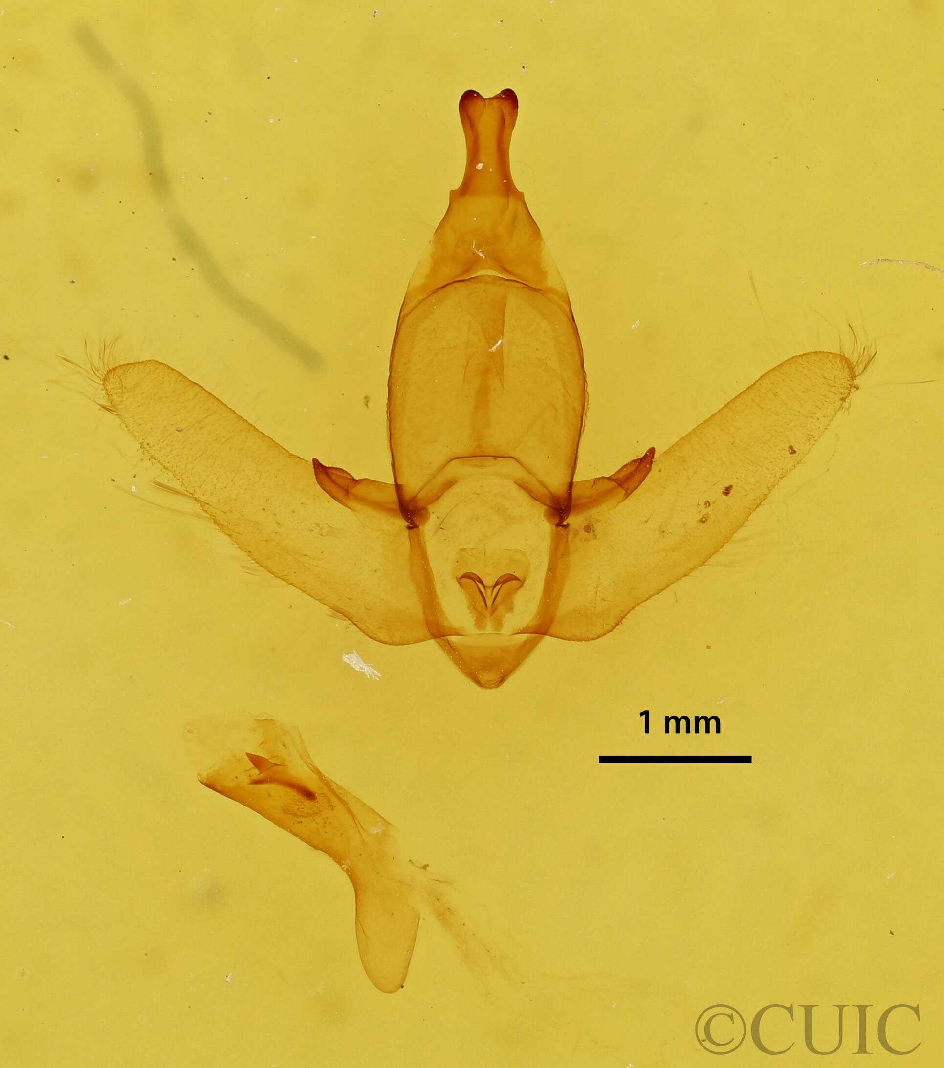 genitalia view of adult Apatelodes floranica?