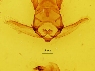 genitalia view of adult Apatelodes hierax