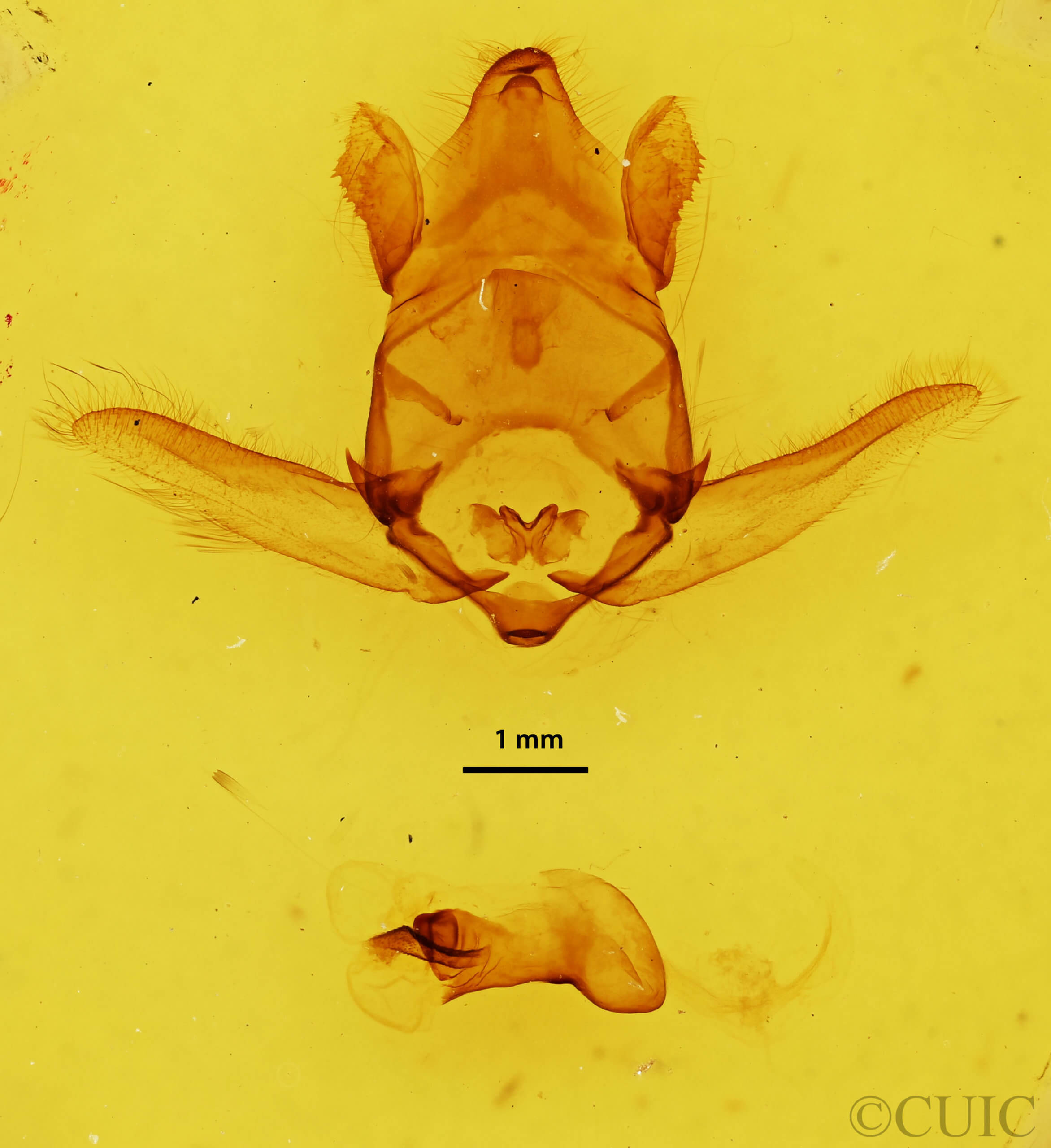 genitalia view of adult Apatelodes hierax