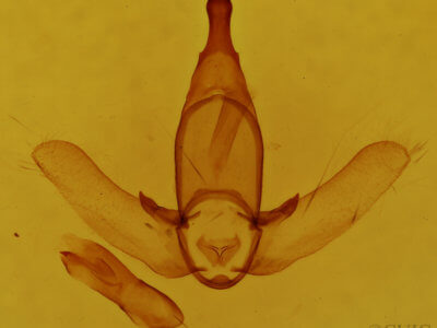 genitalia view of adult Apatelodes jessica