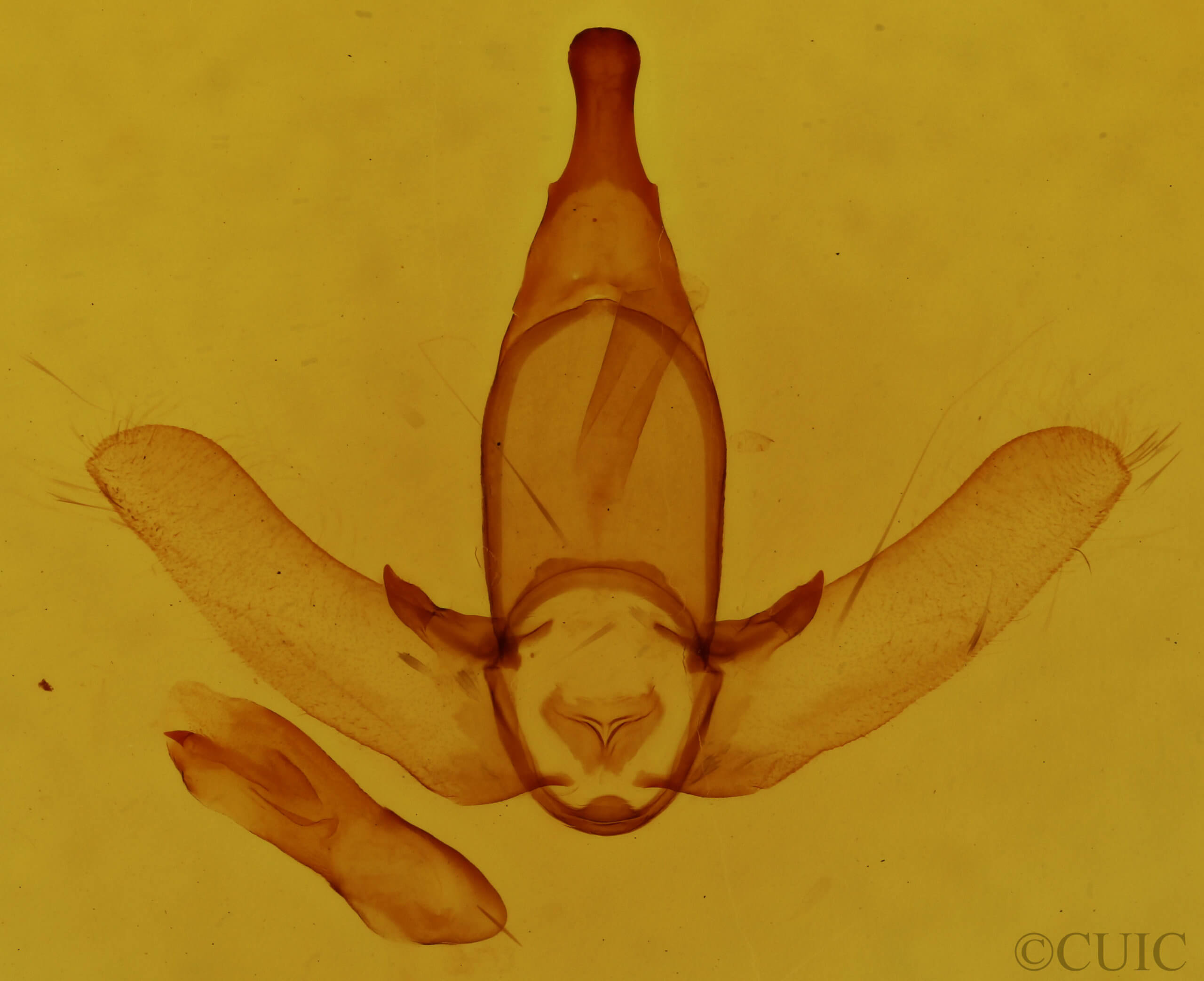 genitalia view of adult Apatelodes jessica