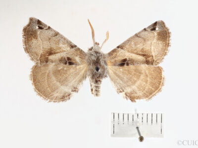 dorsal view of adult Apatelodes jessica