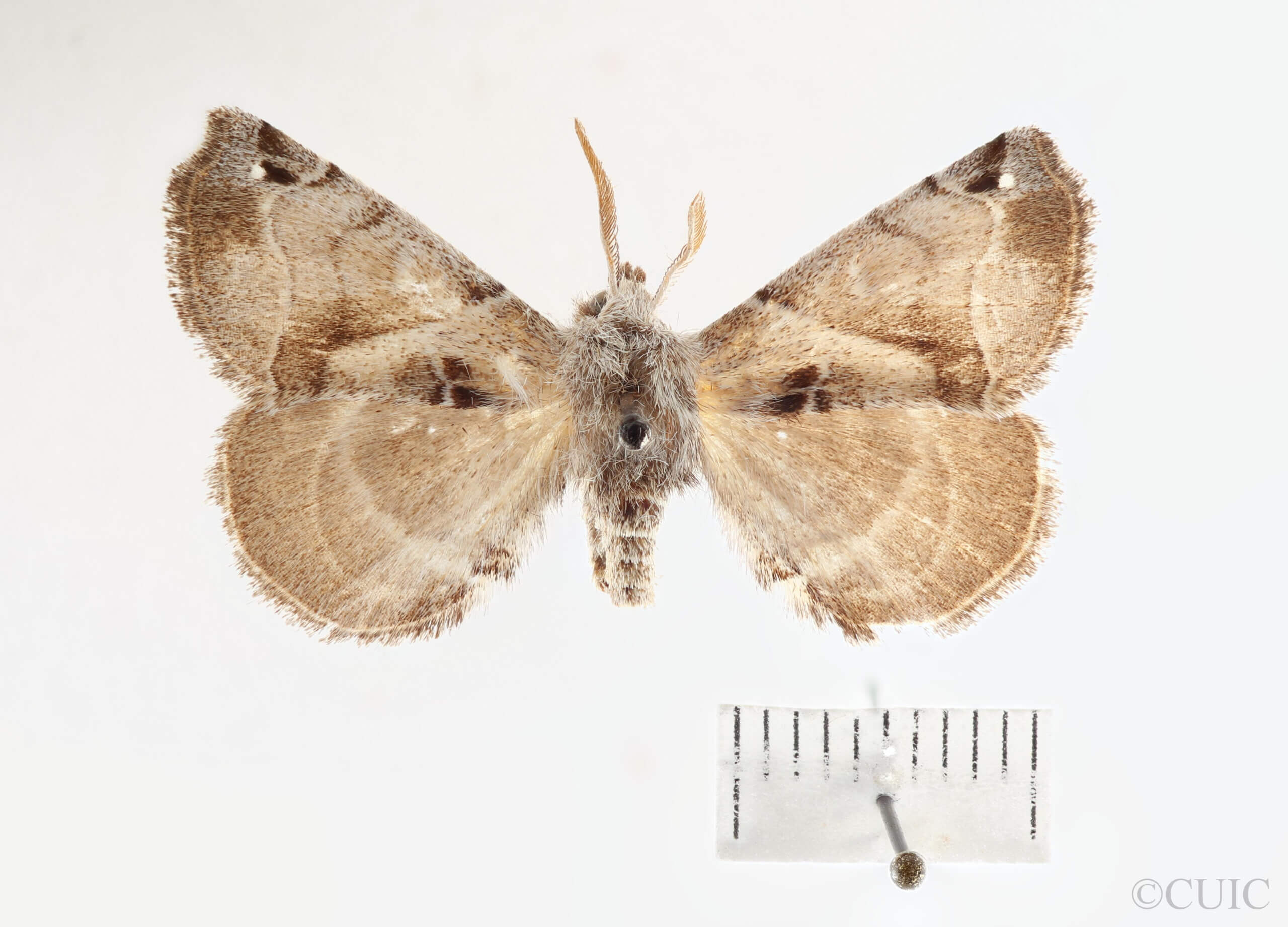 dorsal view of adult Apatelodes jessica