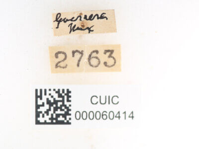 label view of Apatelodes jessica