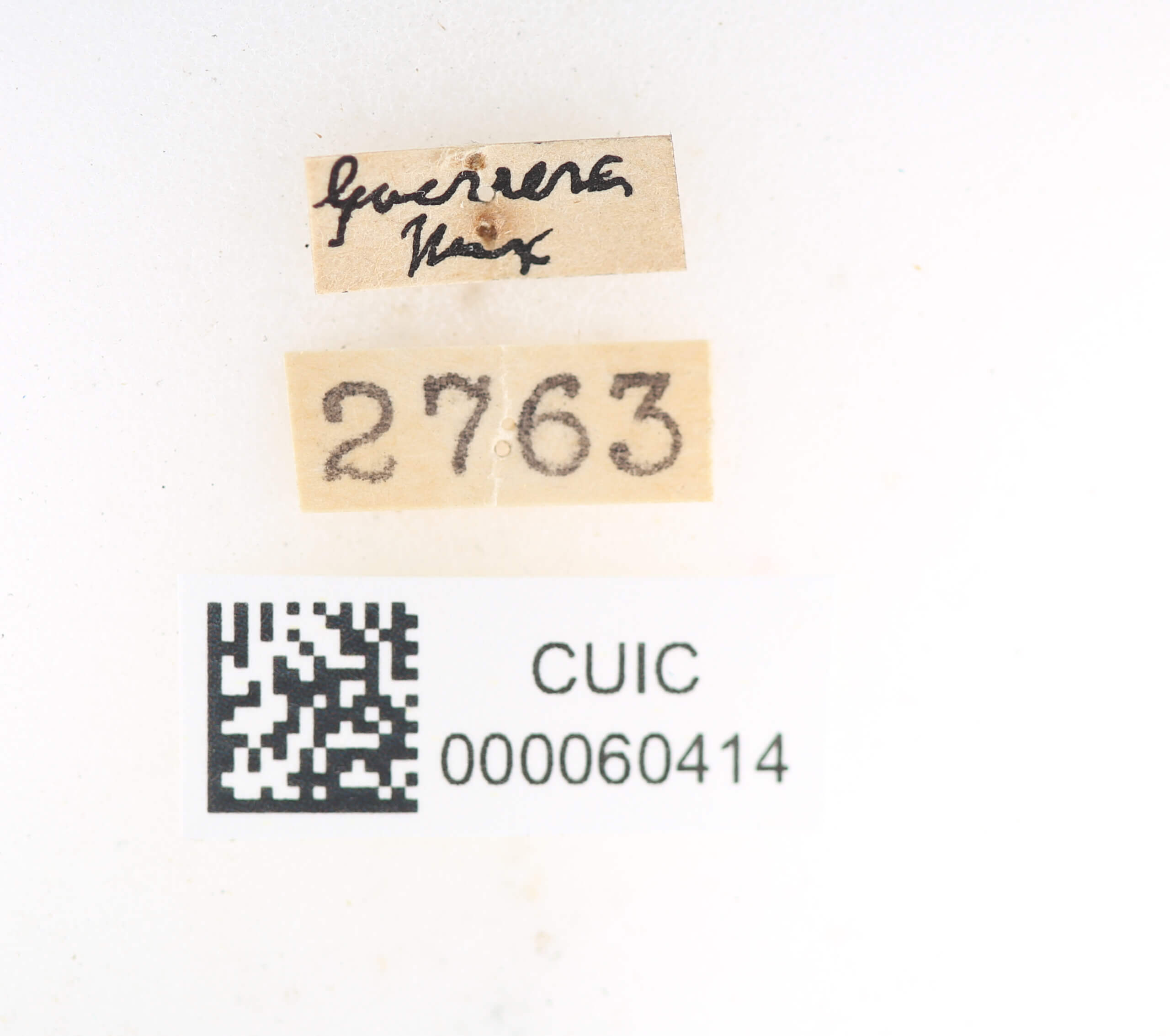 label view of Apatelodes jessica