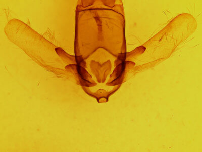 genitalia view of adult Apatelodes kotzschi
