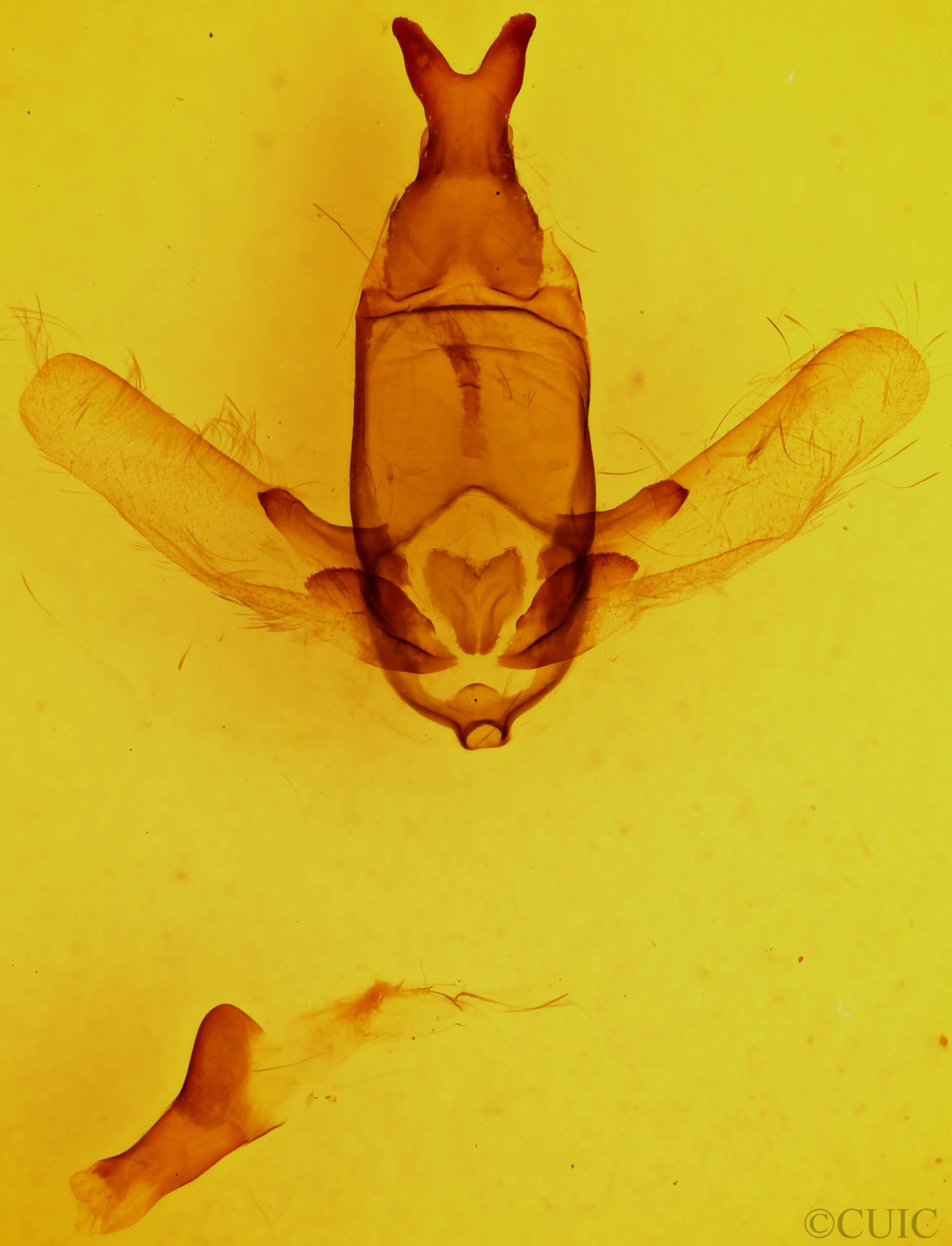 genitalia view of adult Apatelodes kotzschi