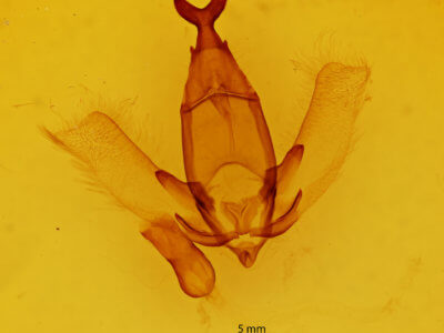 genitalia view of adult Apatelodes lapitha