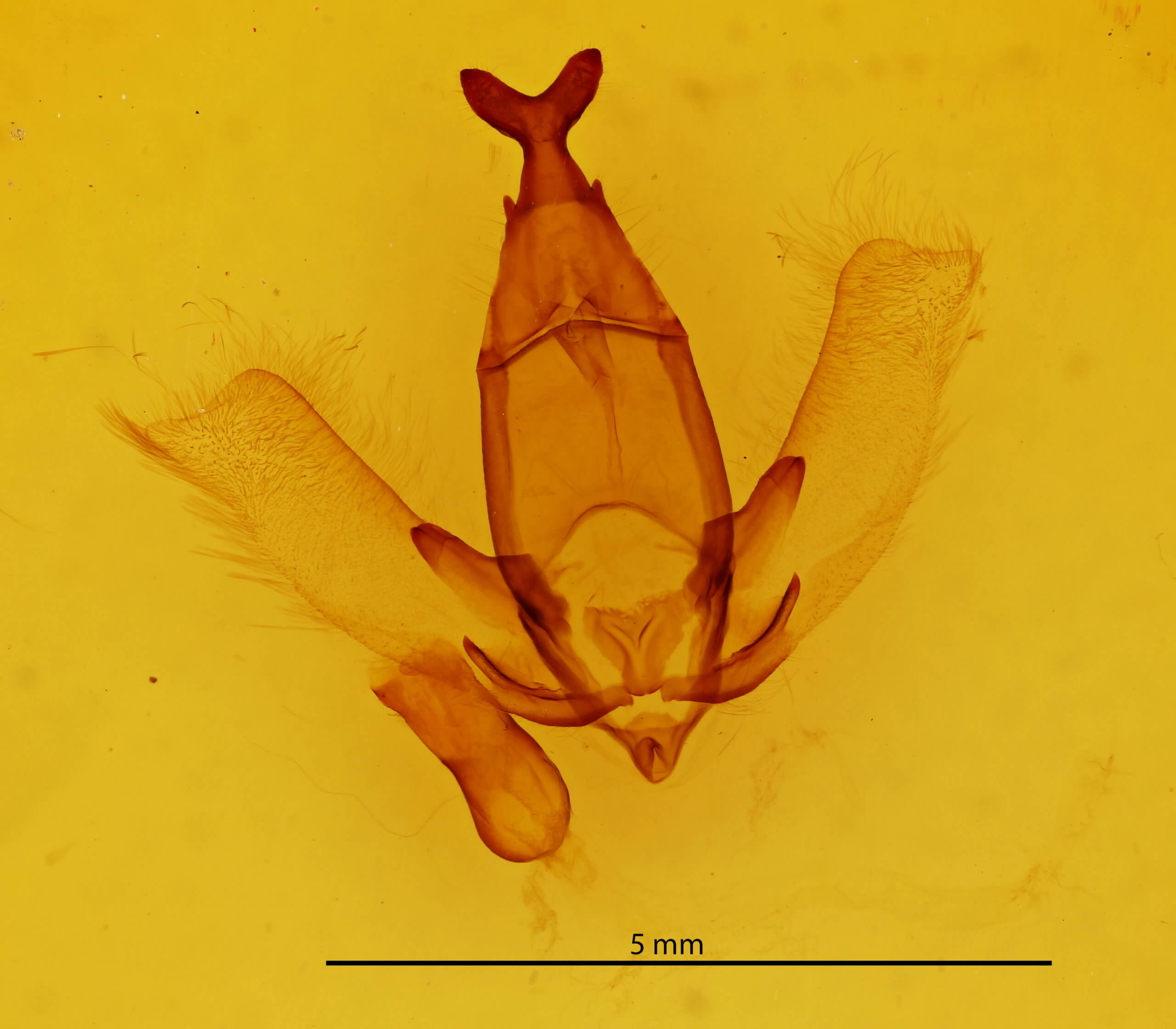 genitalia view of adult Apatelodes lapitha
