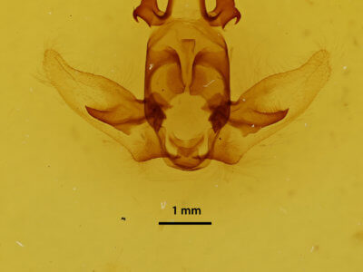 genitalia view of adult Apatelodes ardeola mediana