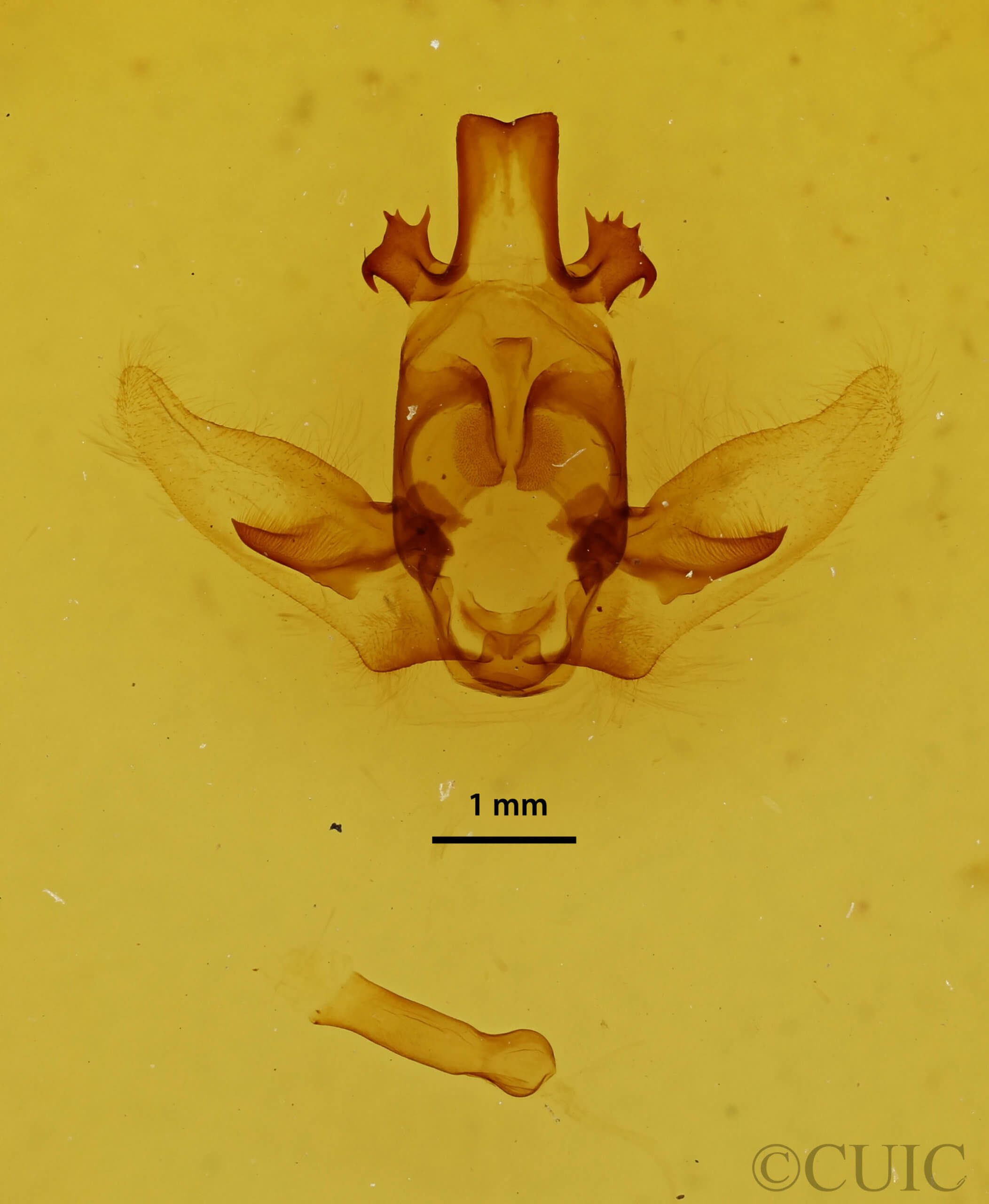 genitalia view of adult Apatelodes ardeola mediana
