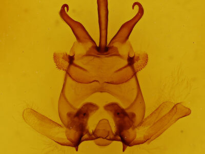 genitalia view of adult Apatelodes moresca