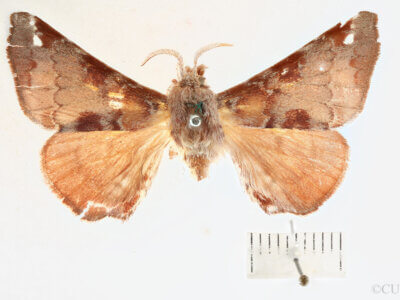 dorsal view of adult Apatelodes moresca