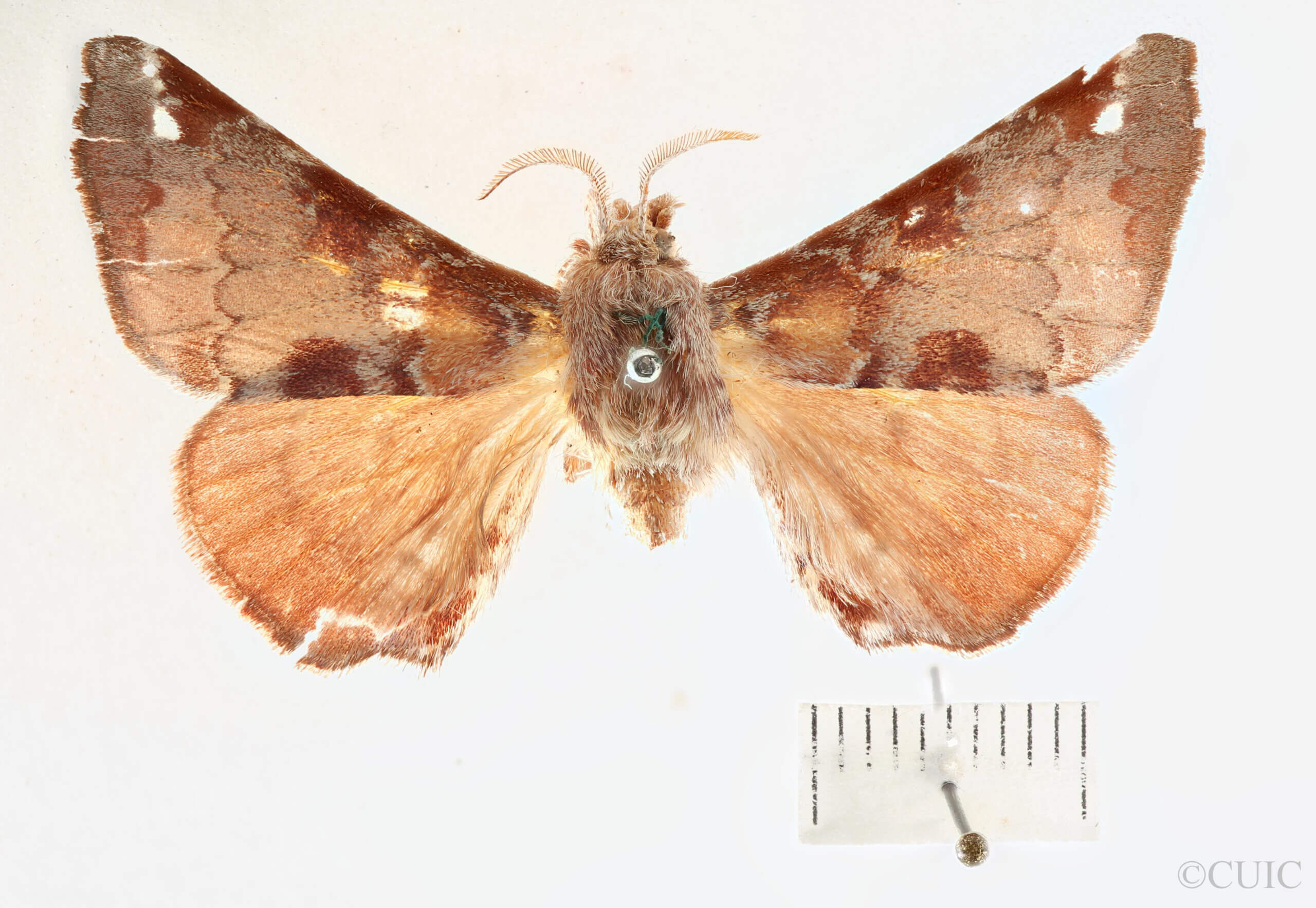 dorsal view of adult Apatelodes moresca