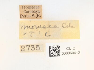 label view of Apatelodes moresca
