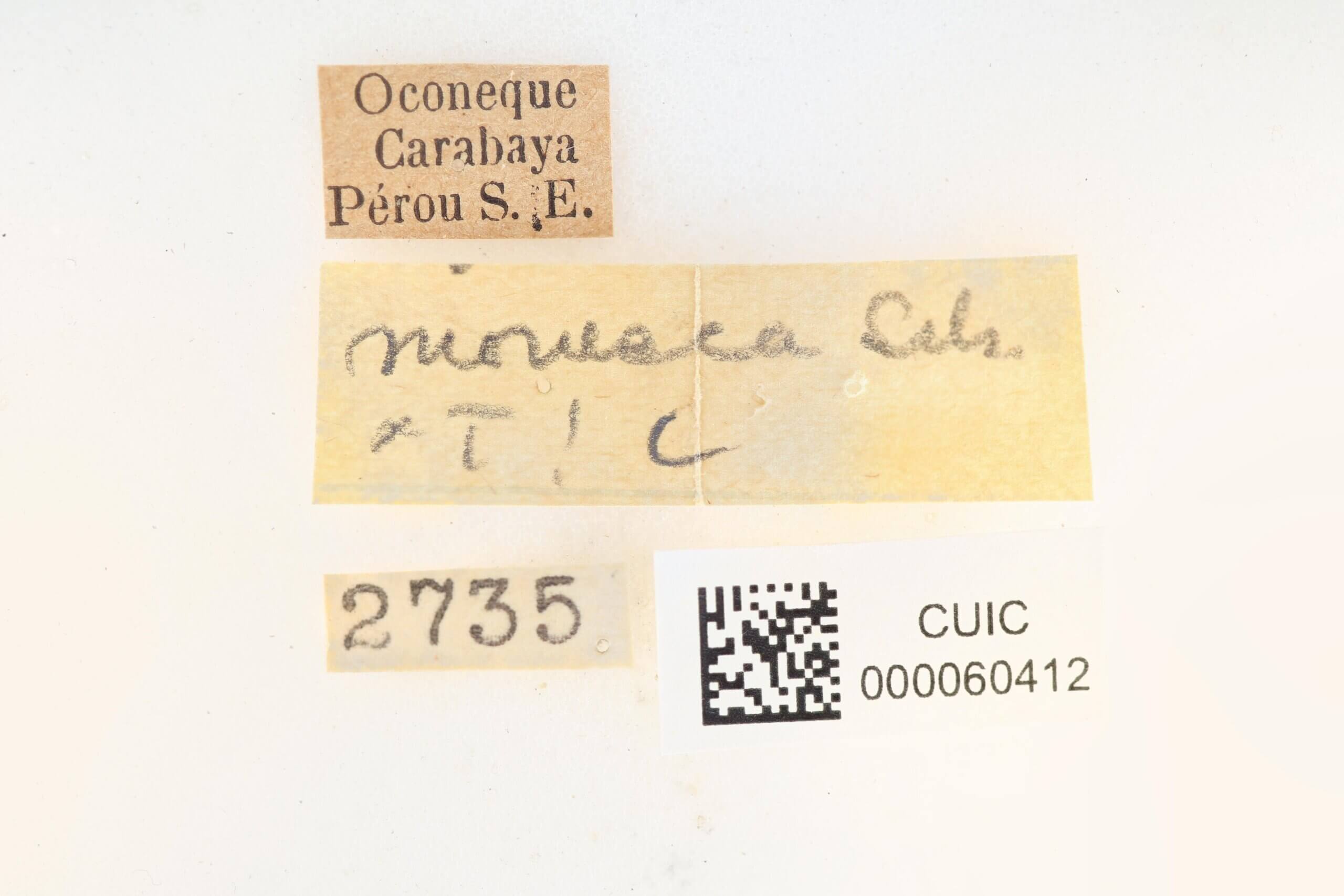 label view of Apatelodes moresca