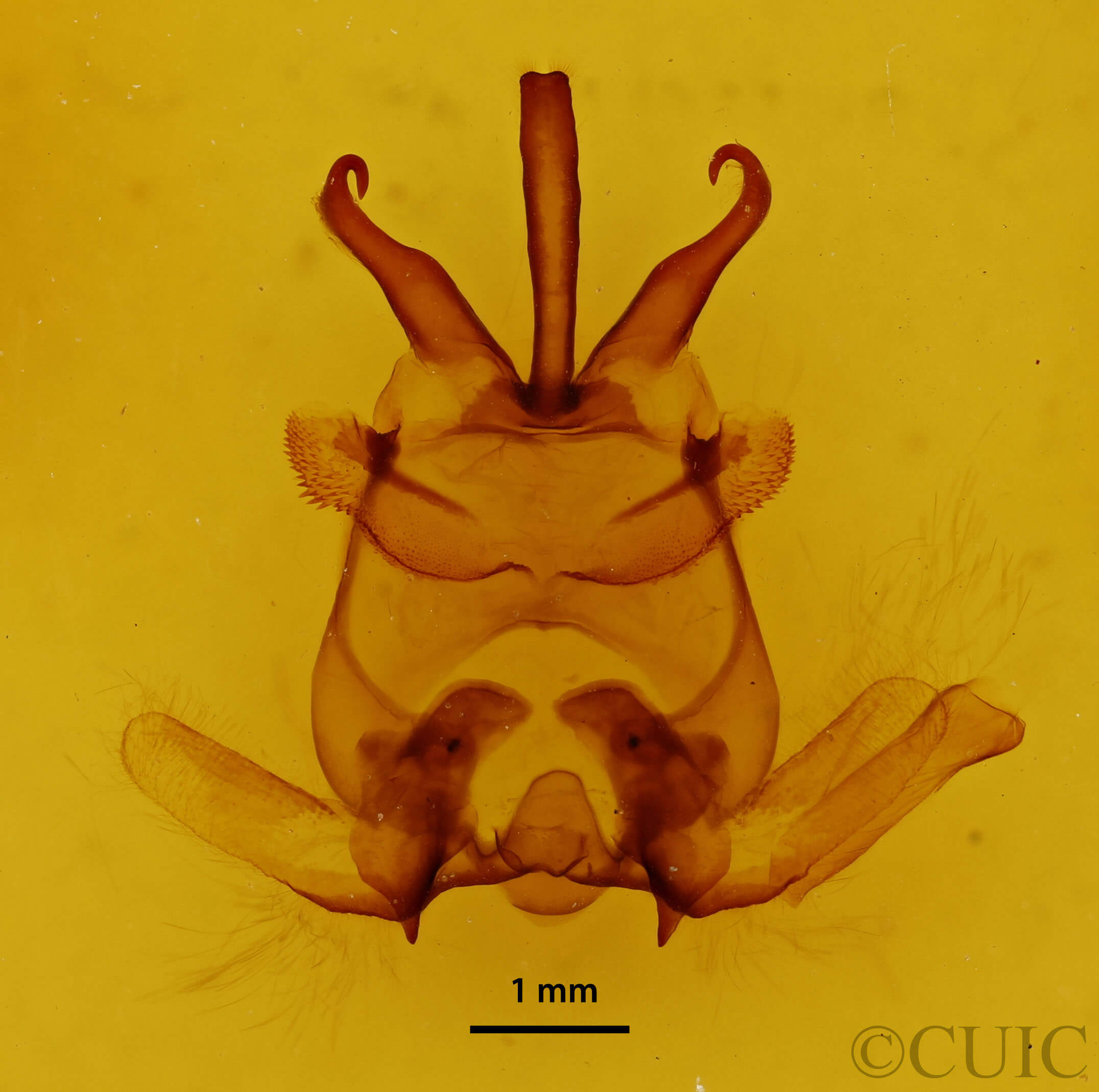 genitalia view of adult Apatelodes moresca
