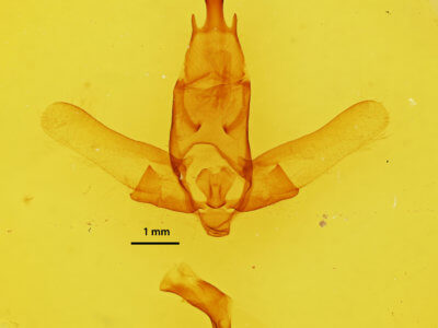 genitalia view of adult Apatelodes pandara