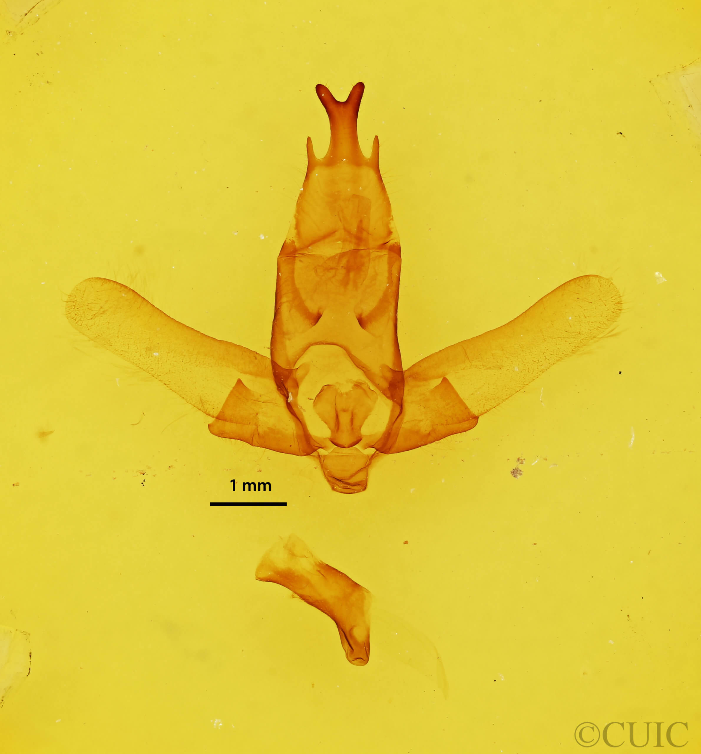 genitalia view of adult Apatelodes pandara