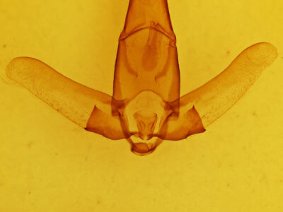 genitalia view of adult Apatelodes pandara?