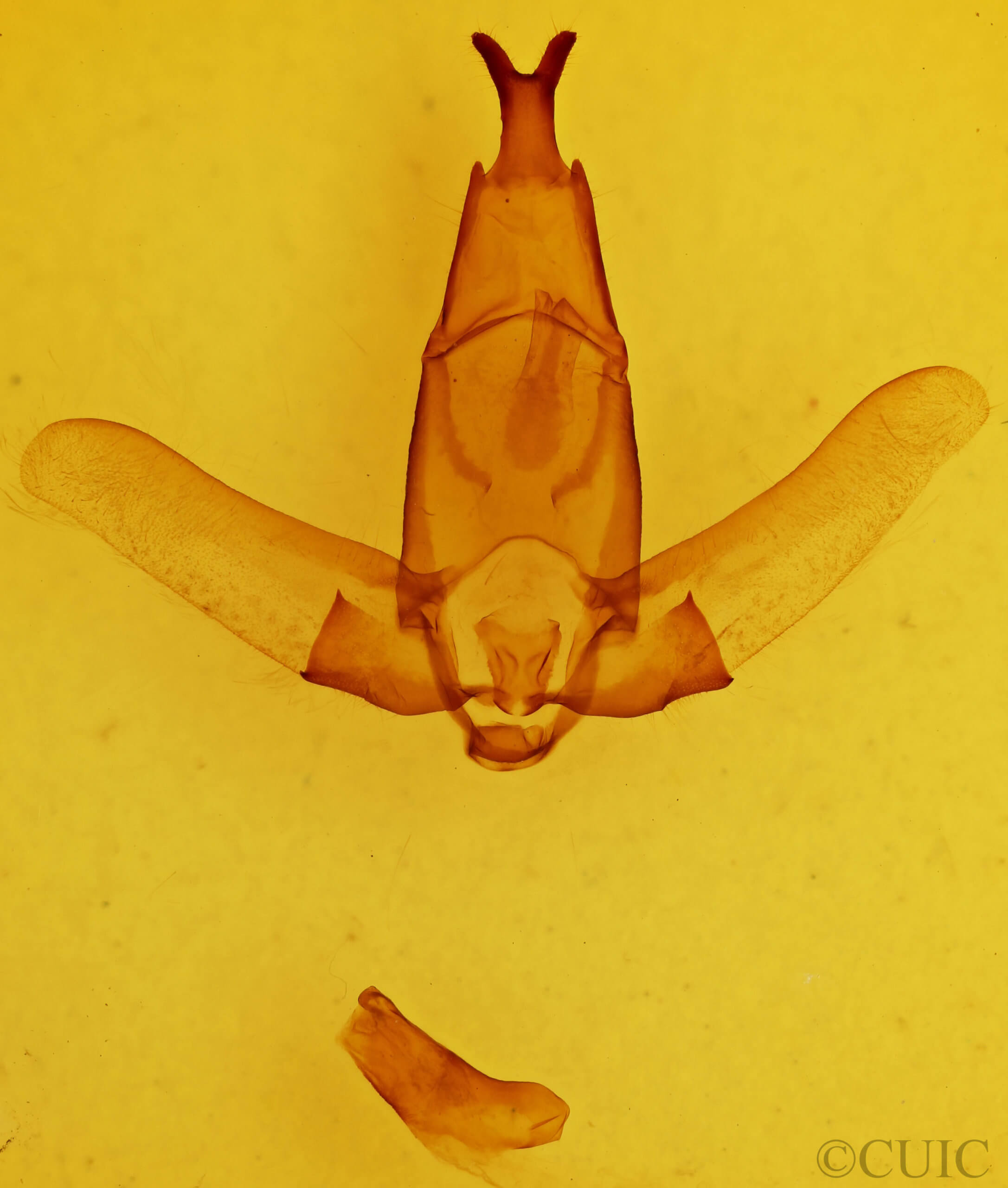 genitalia view of adult Apatelodes pandara?