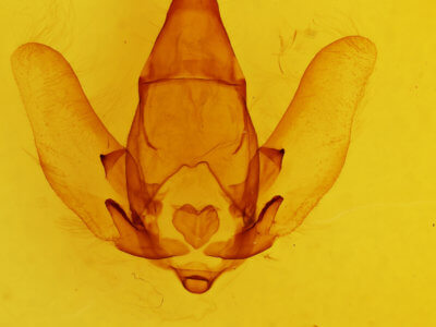 genitalia view of adult Apatelodes pandarioides