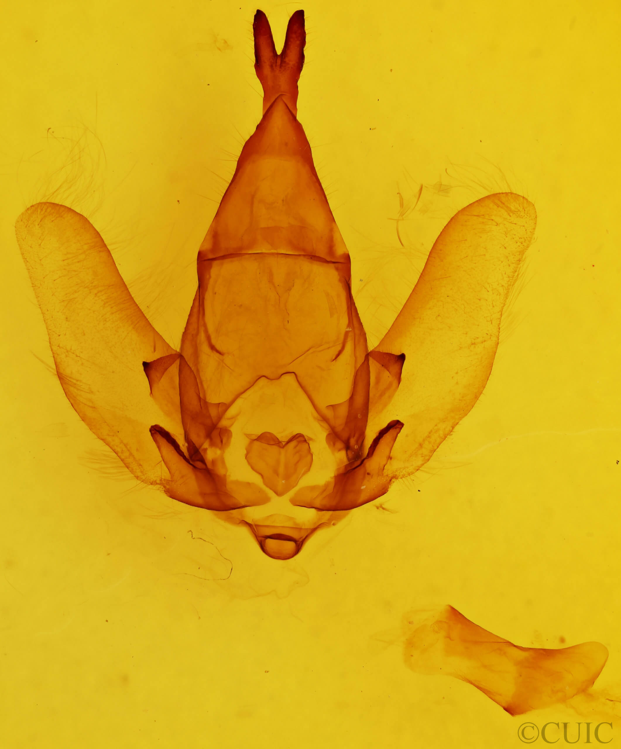 genitalia view of adult Apatelodes pandarioides