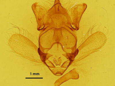 genitalia view of adult Apatelodes sericea