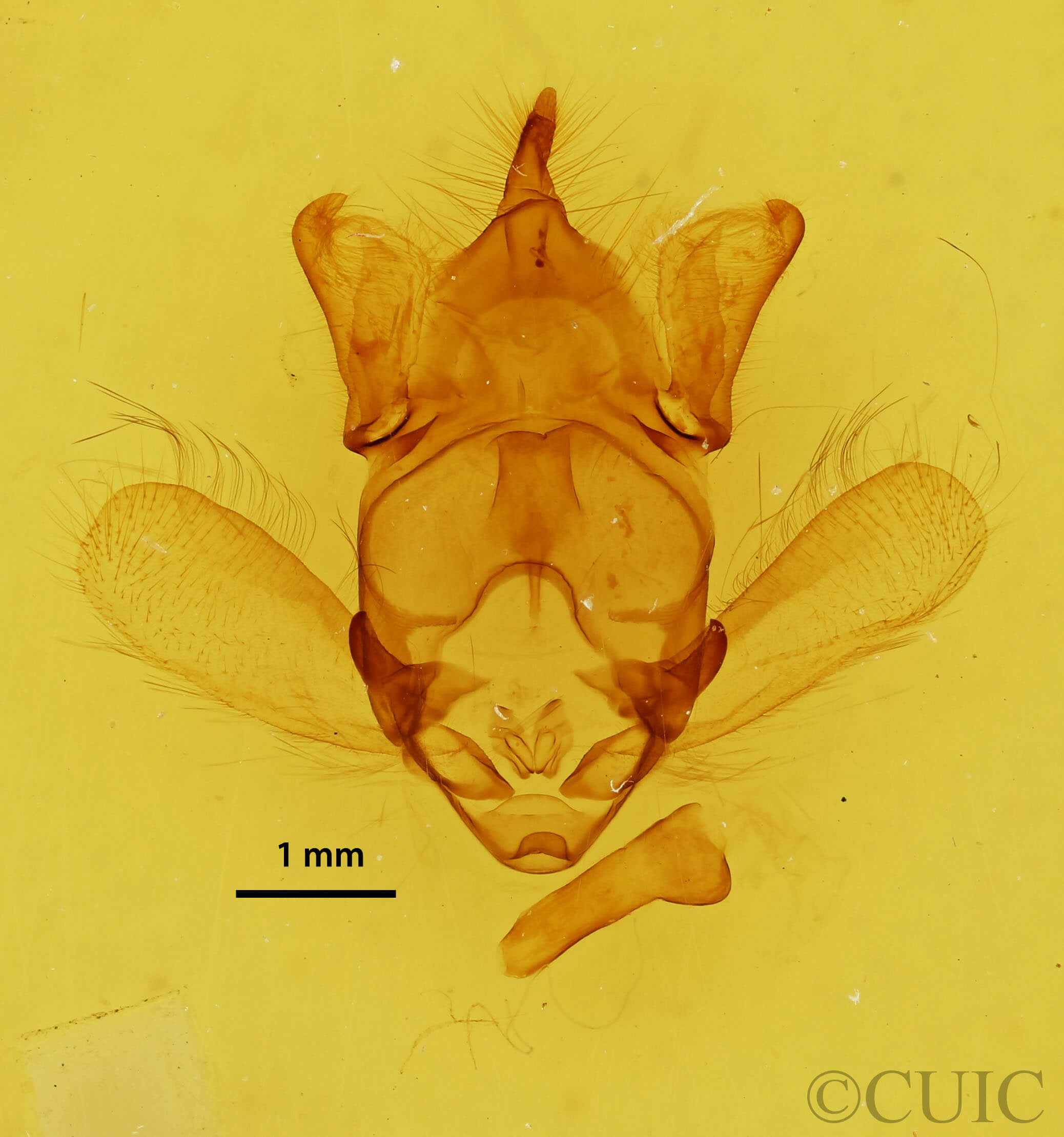 genitalia view of adult Apatelodes sericea