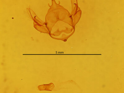 genitalia view of adult Apatelodes tuisa