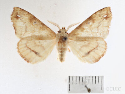 dorsal view of adult Apatelodes tuisa