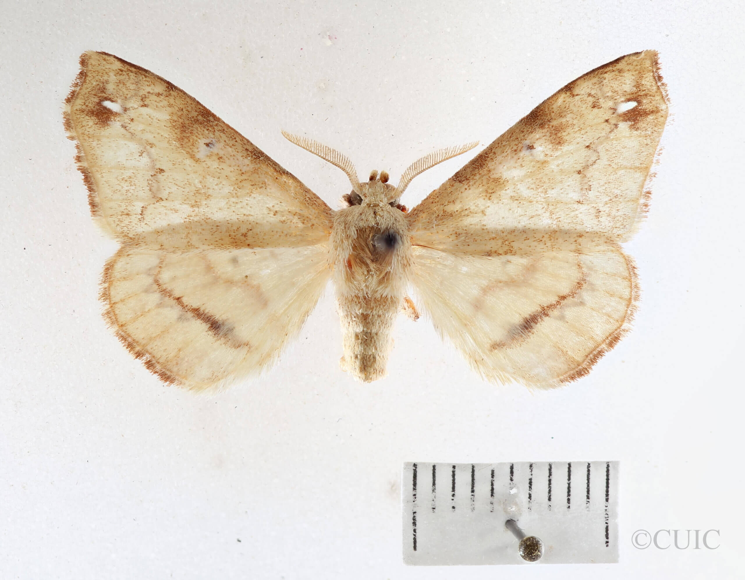 dorsal view of adult Apatelodes tuisa