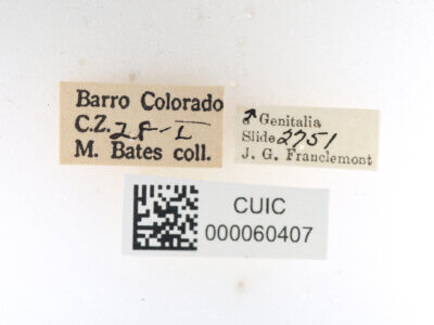 label view of Apatelodes tuisa