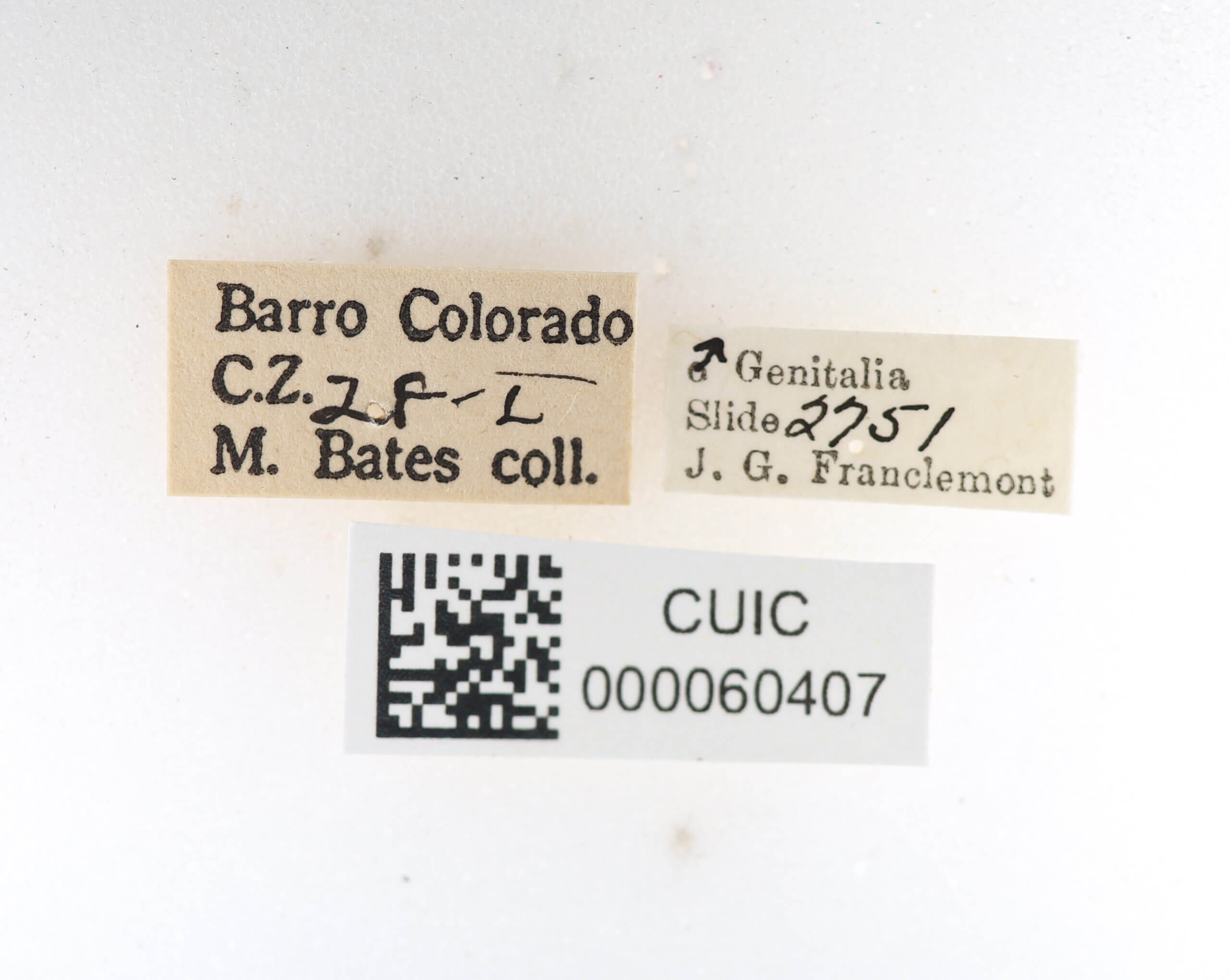 label view of Apatelodes tuisa