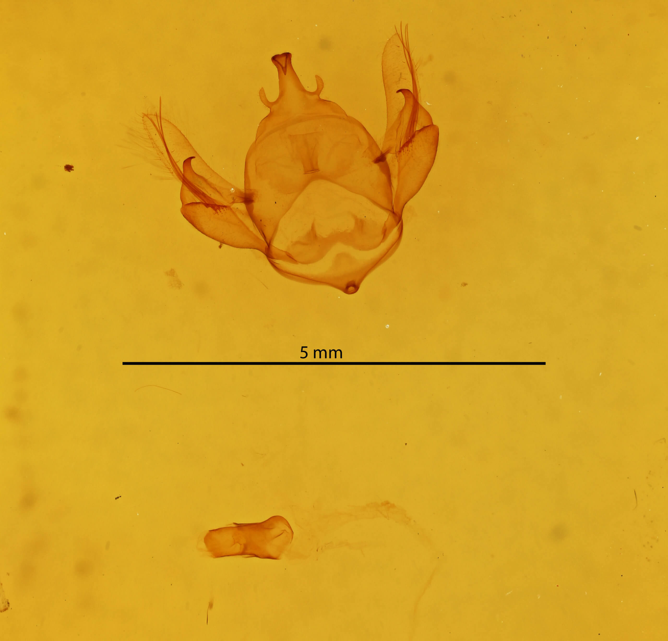 genitalia view of adult Apatelodes tuisa