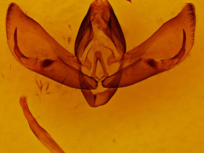 genitalia view of adult Apina callisto