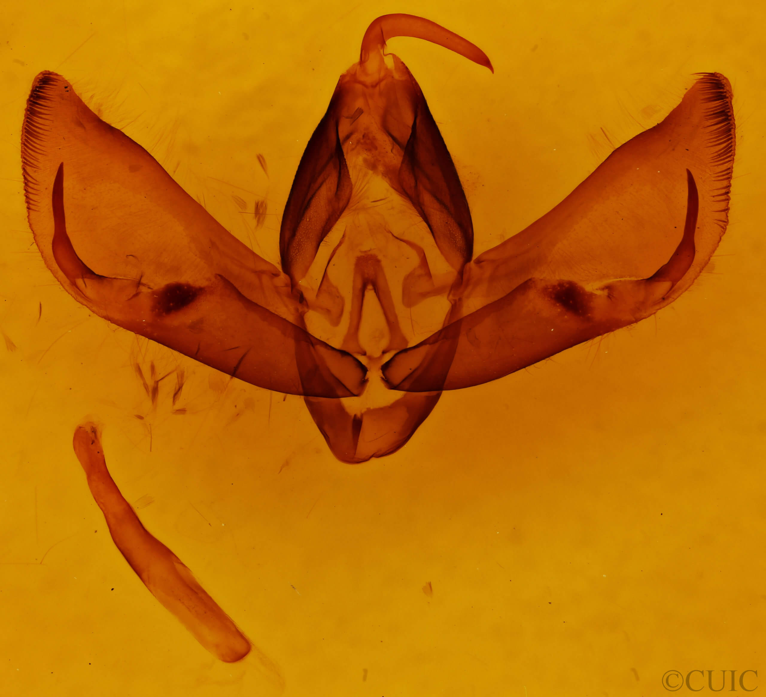 genitalia view of adult Apina callisto