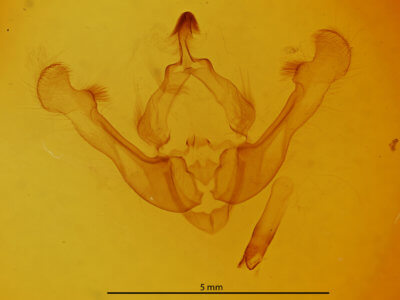 genitalia view of adult Globia oblonga