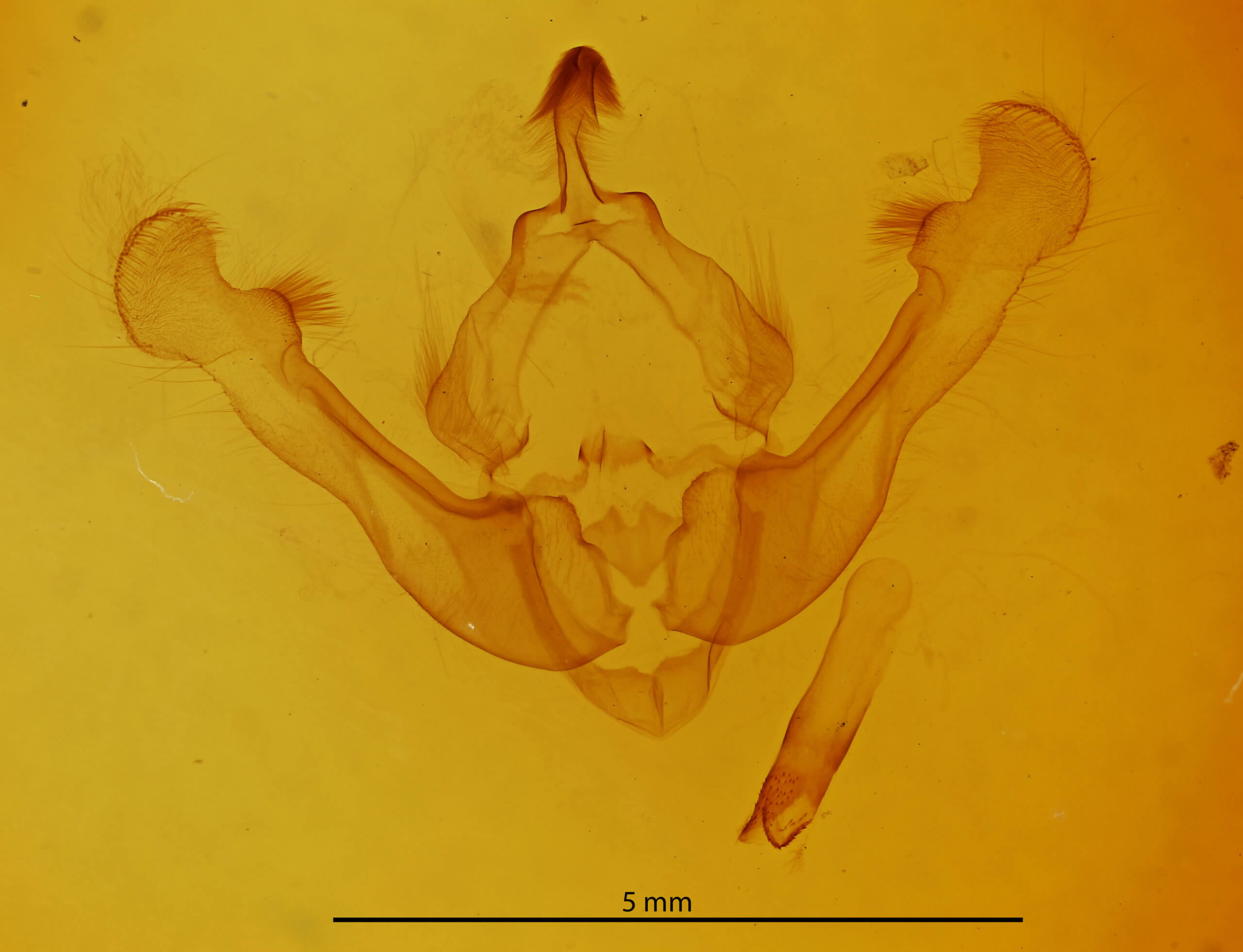 genitalia view of adult Globia oblonga