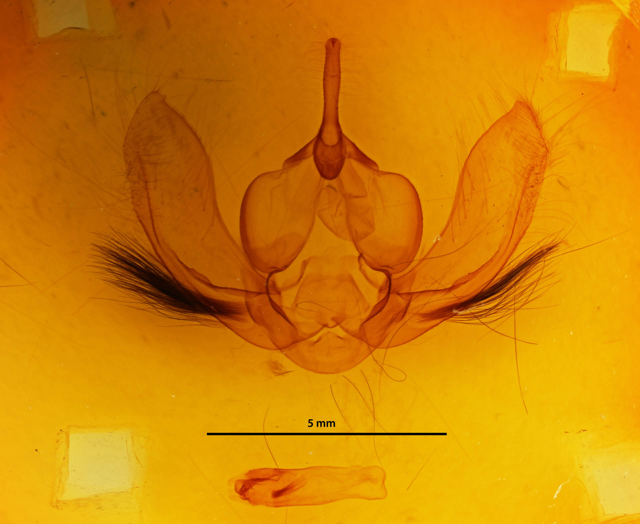 genitalia view of adult Arcte modesta