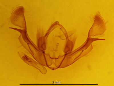 genitalia view of adult Protarchanara brevilinea