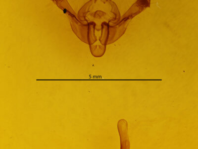 genitalia view of adult Longalatedes elymi