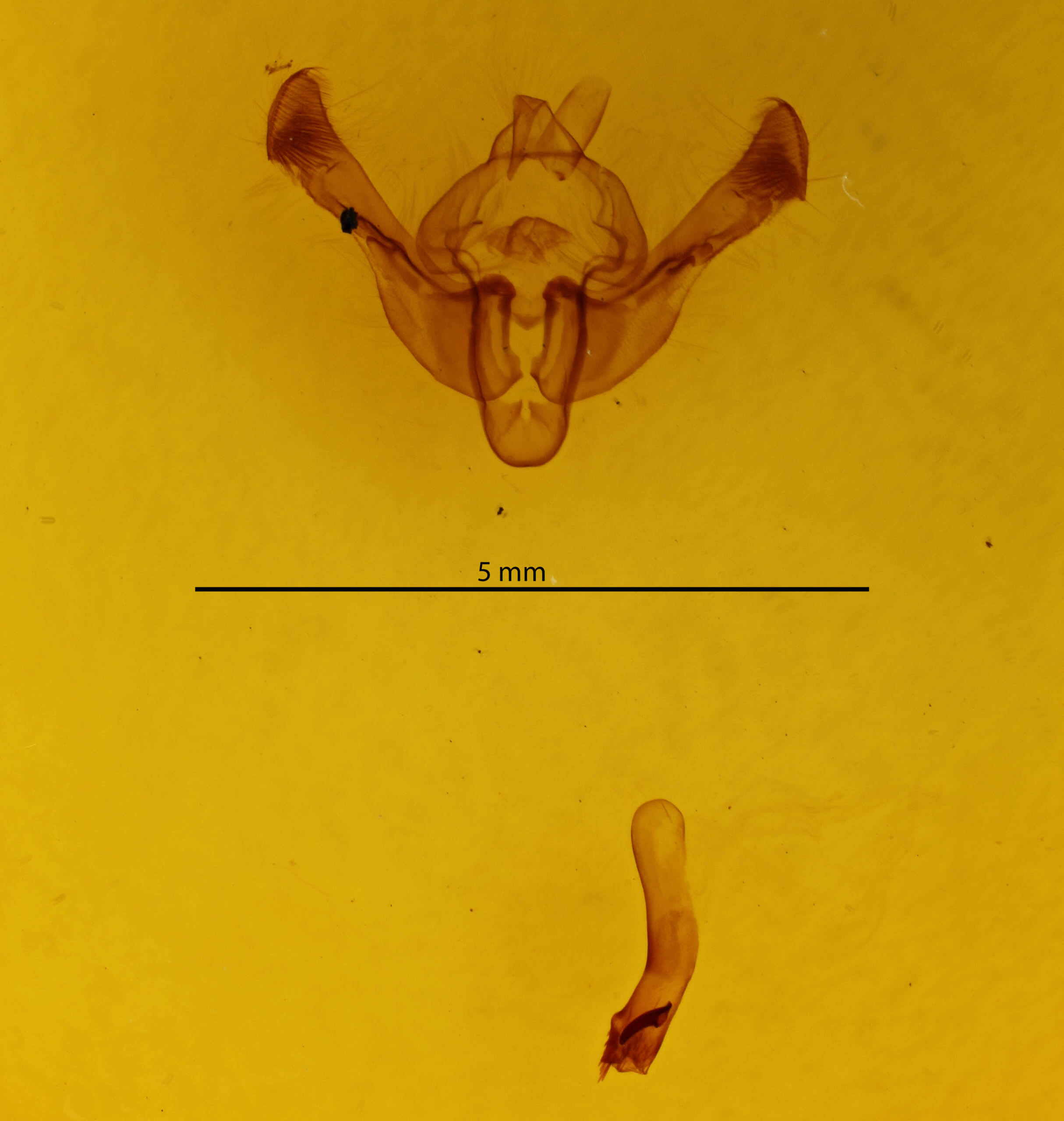 genitalia view of adult Longalatedes elymi