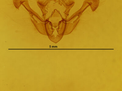 genitalia view of adult Chortodes fluxa