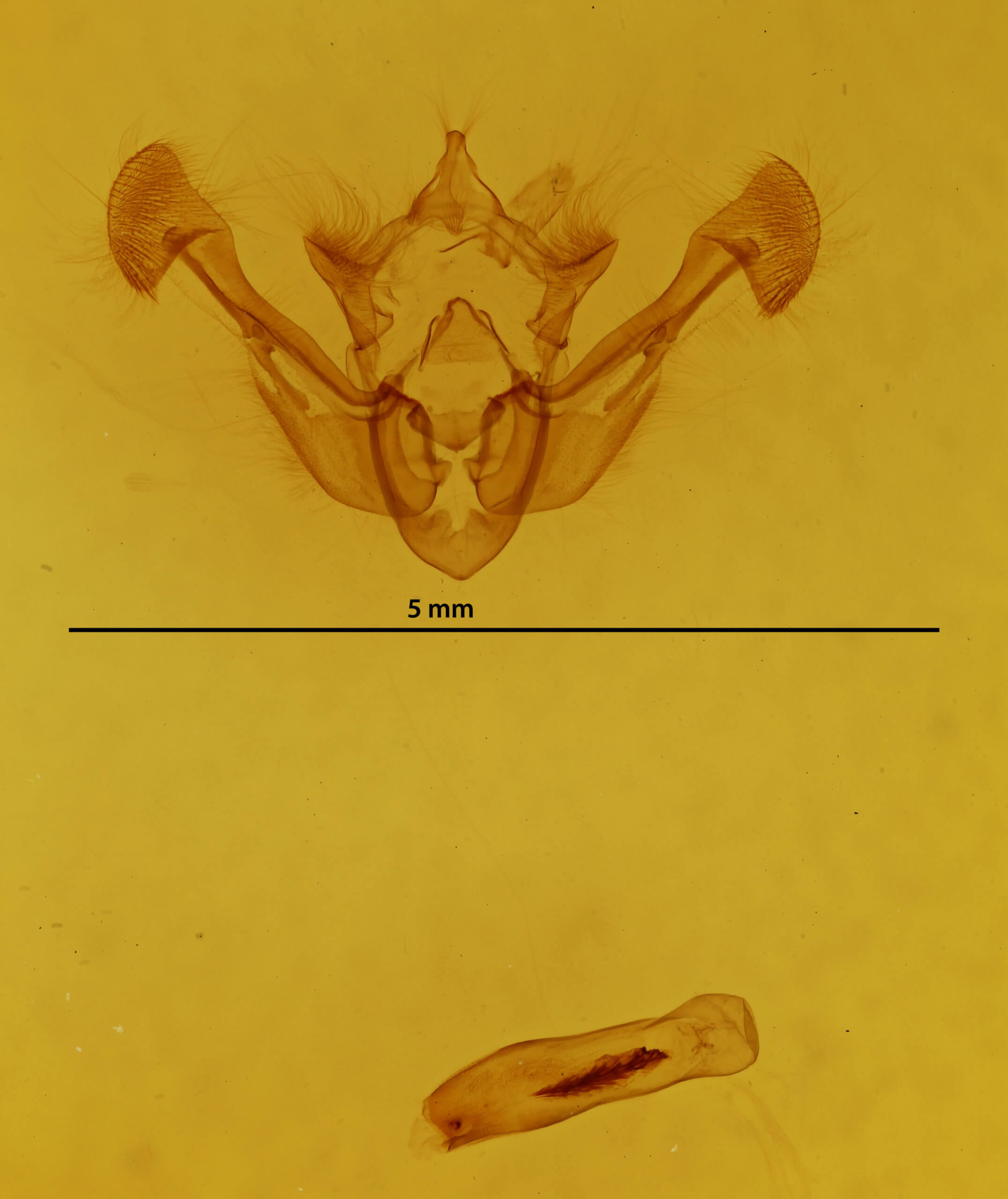 genitalia view of adult Chortodes fluxa