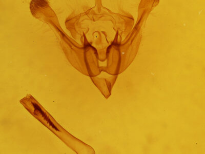 genitalia view of adult Chortodes morrisii