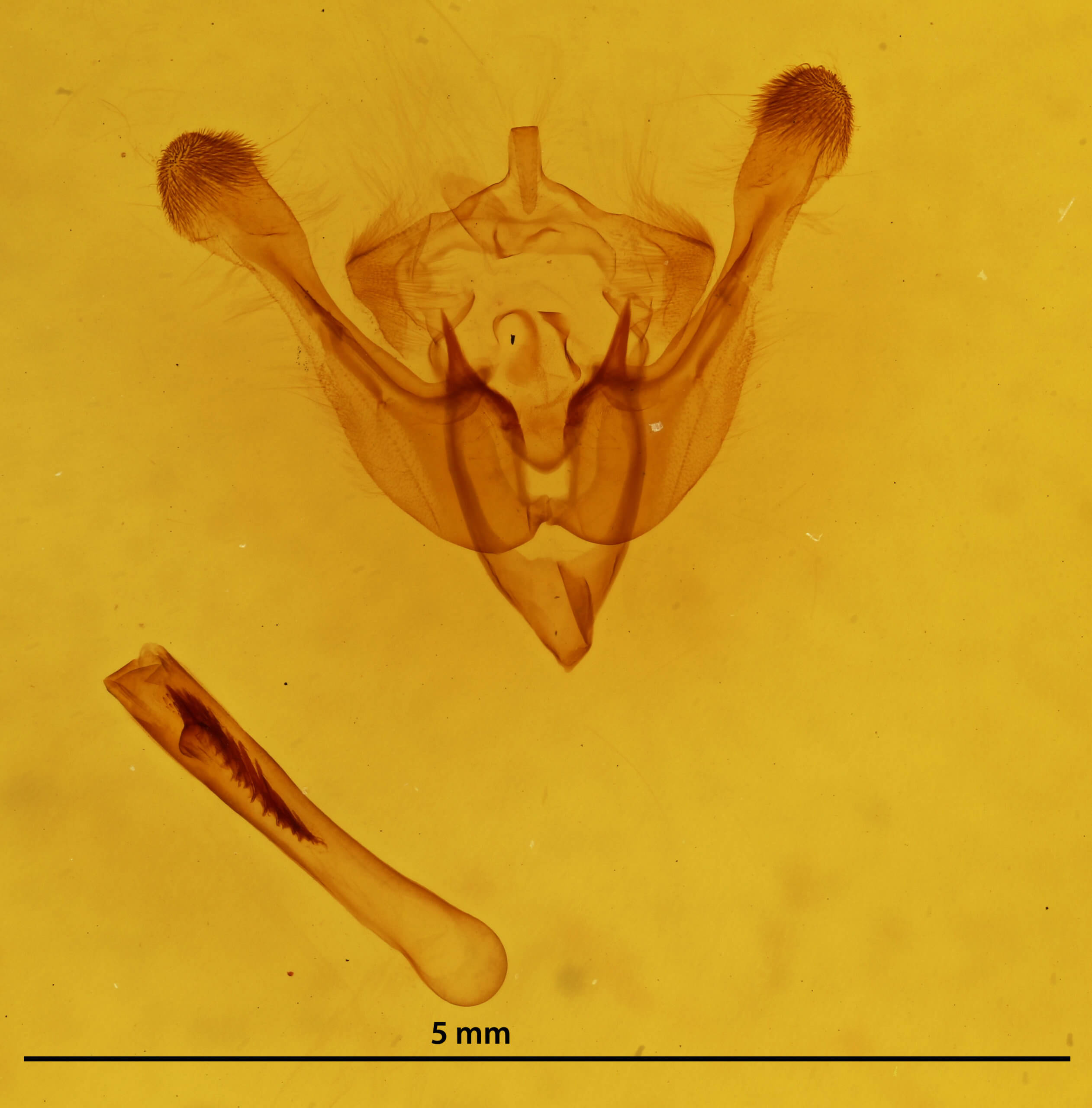 genitalia view of adult Chortodes morrisii
