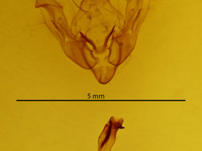 genitalia view of adult Arenostola phragmitidis