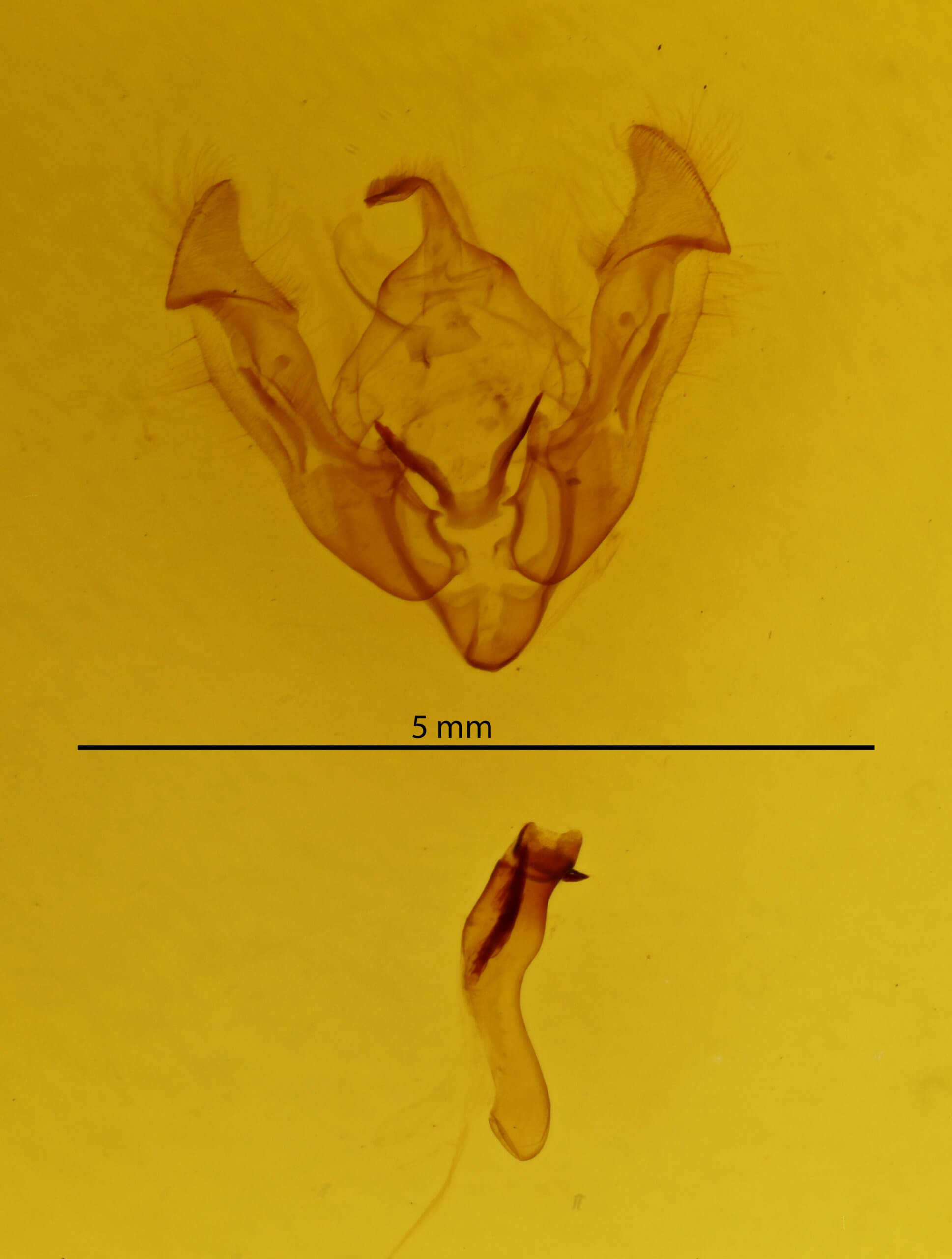 genitalia view of adult Arenostola phragmitidis