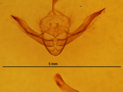genitalia view of adult Chortodes pygmina